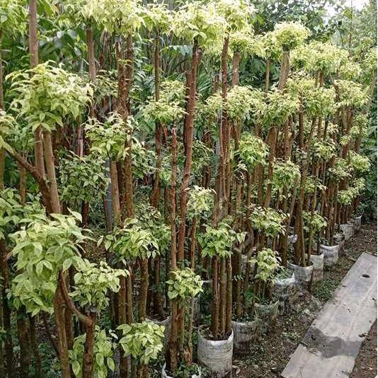 Ready Stok TANAMAN POHON BONSAI ANTING PUTRI /POHON BONSAI ANTING PUTRI