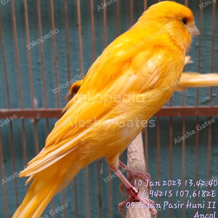F1Ys Merlok Big Size Long (Ys X Merlok) Jantan Rajin Bunyi Antik