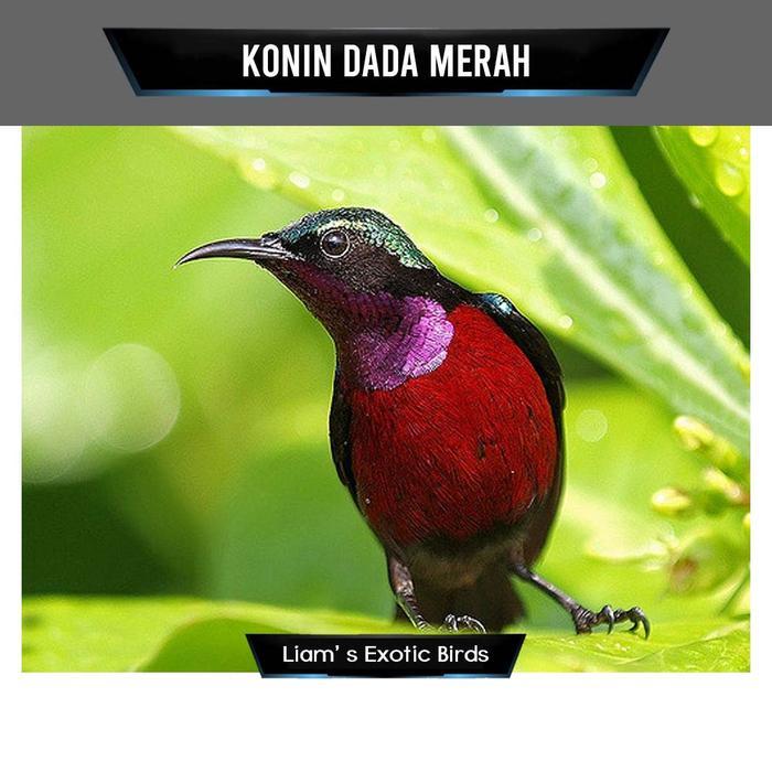 Jayus - Liam'S Exotic Birds Burung Kolibri Ninja Konin Jantan Gacoran Dada Merah Sehat Tanpa Cacat