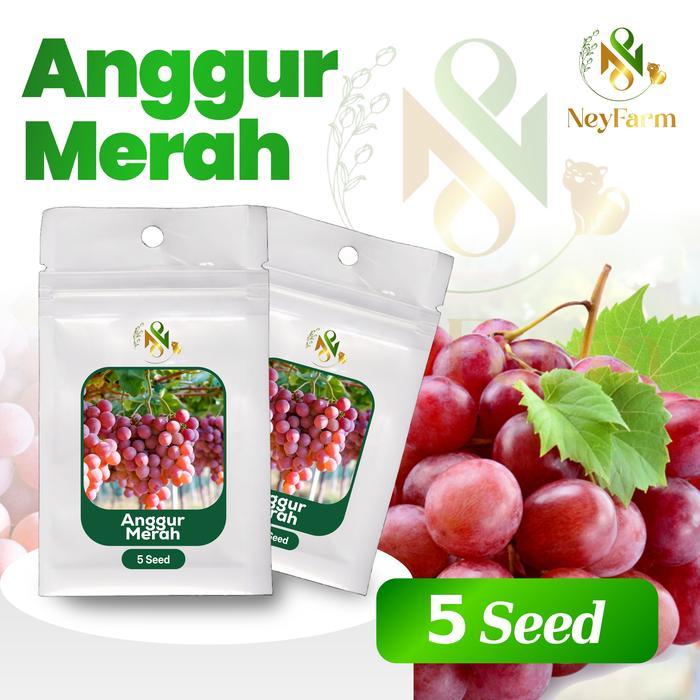 Benih Anggur Merah Biji Buah Anggur Unggul Berkualitas 5 Biji Benih Buah Anggur