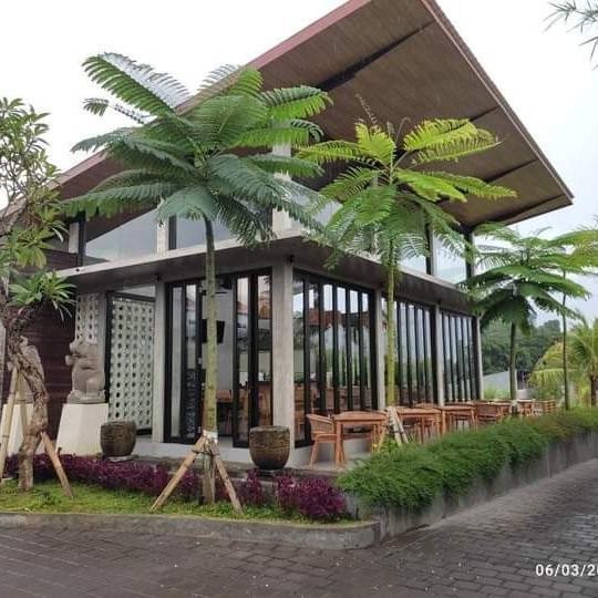 

solobium pakis brazil tinggi 2 meter