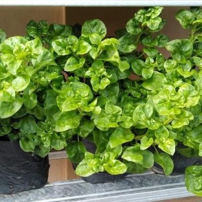 TERBARU bibit bayam brazil organik