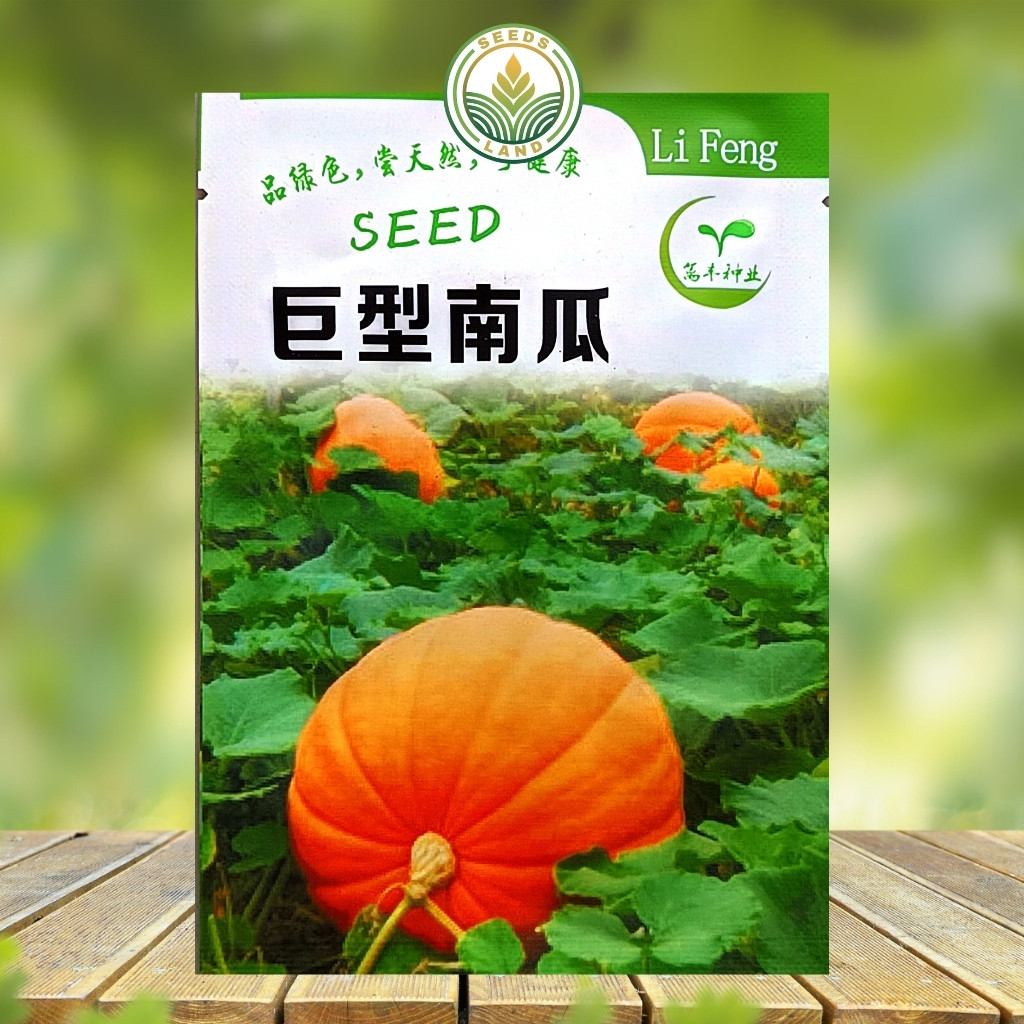 BIJI BENIH LABU KUNING JUMBO RAKSASA KEMASAN ORIGINAL ISI ± 10 BUTIR