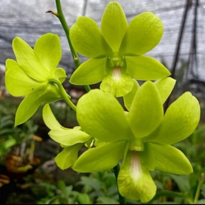 anggrek dendrobium malaysia hijau dewasa sudah spike