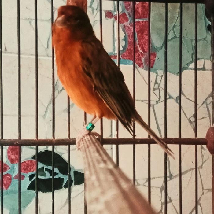 Chocolatoslatoe Burung Kenari Blackred Gacor