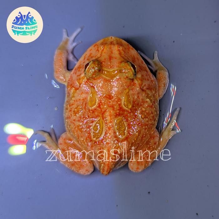 STOK TERBATAS  KODOK PACMAN FROG STRAWBERRY PLUS BUNDLING TERJANGKAU