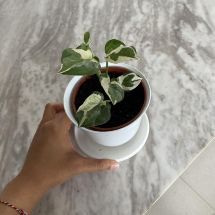 ID TANAMAN SIRIH GADING NJOY POT HIASAN RUMAH SEMI-EPIFIT DAUN PUTIH HIJAU COCOK DEKORASI MODERN