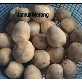 Segar&amanah- Jamur Merang 1Kg