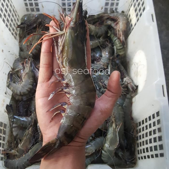 Instanbisa- Udang Windu / Pancet / Tiger Size 8-10 Pcs