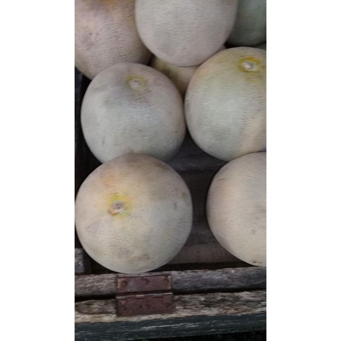 BUAH MELON / BIJI