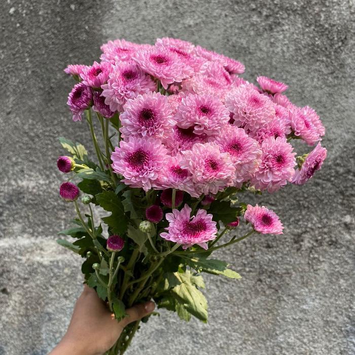 Bunga Aster ungu segar