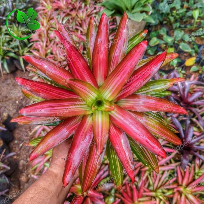 tanaman hias bromelia tricolor tanaman bromelia tricolor bromelia hias