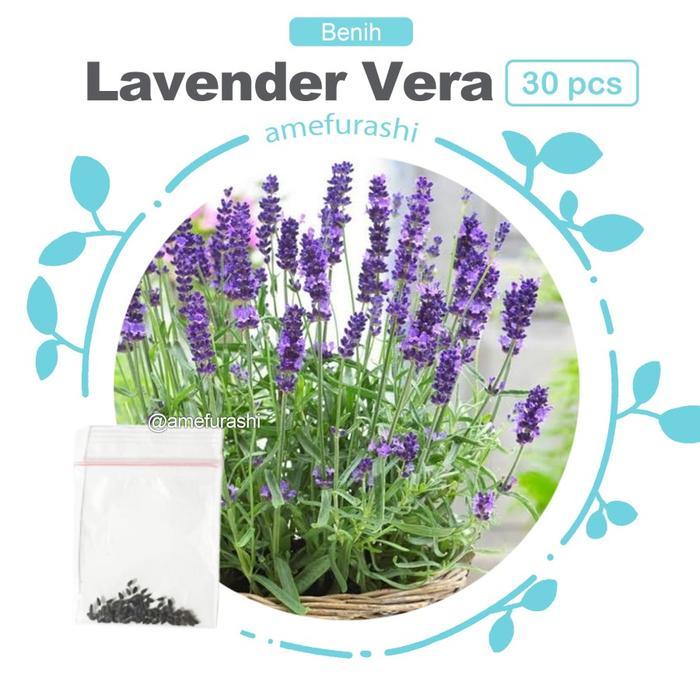 Rupa_Bagus Benih Herb Stevia Mudah Tumbuh Benih Unggulan