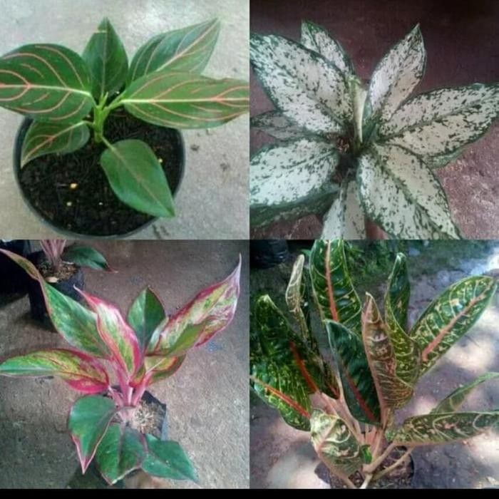 

Paket 4 tanaman hias aglonema - rotundum lipstik snow white donacarmen