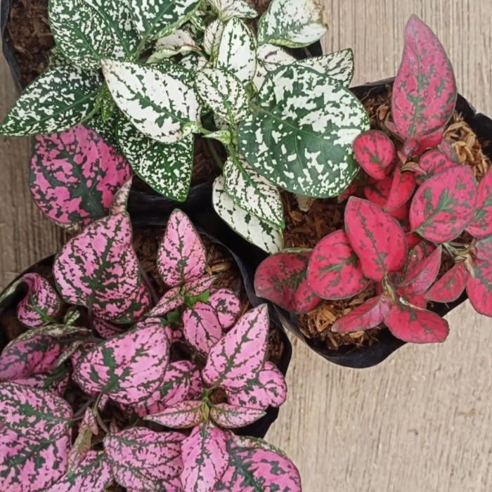 

tanaman hias paket hipotes 3 warna Tanaman hias hidup