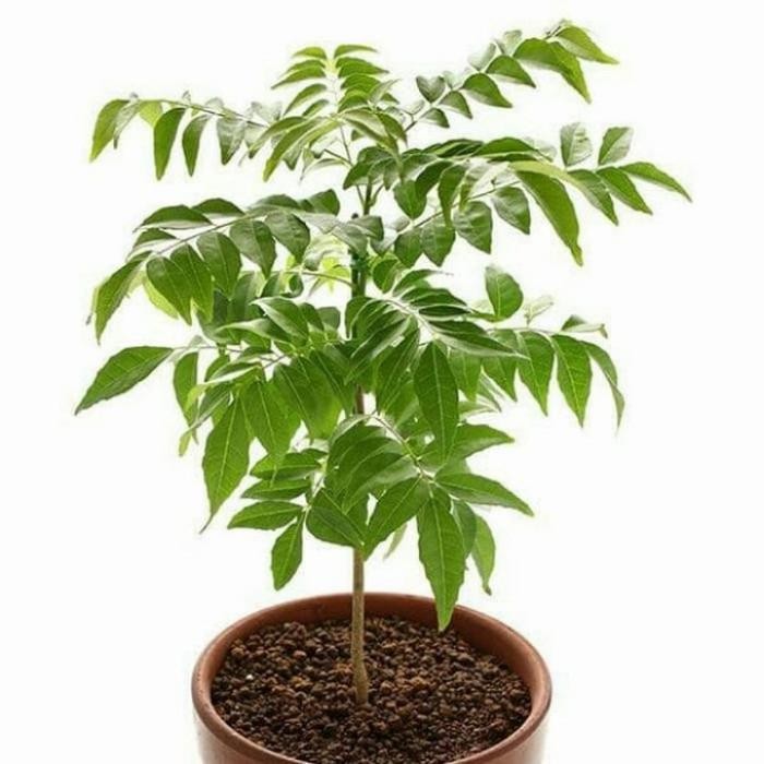 Jlterang Pohon Kari / Pohon Daun Salam Koja Bibit Tanaman Pohon Daun Kari