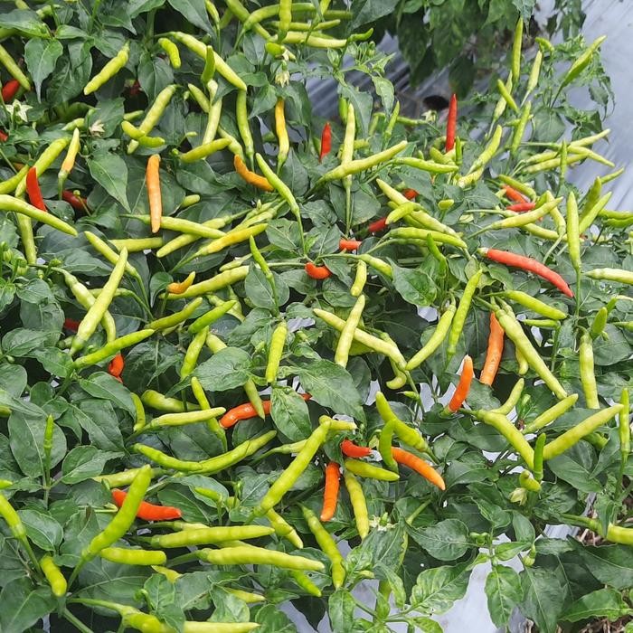 SALE Benih Rica Lokal Samia Gorontalo dan Lokal Minahasa