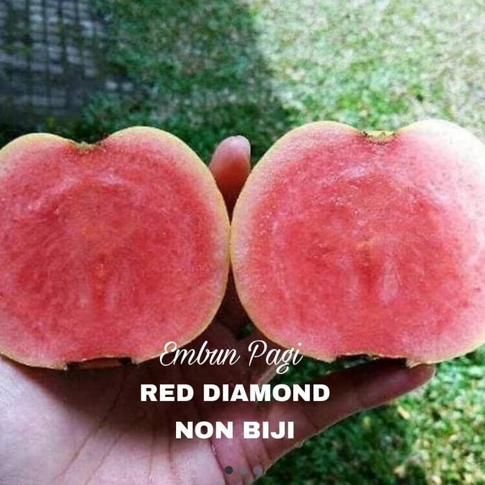 Terlaris Bibit Pohon Buah Jambu Biji Red Diamond Tanpa Biji