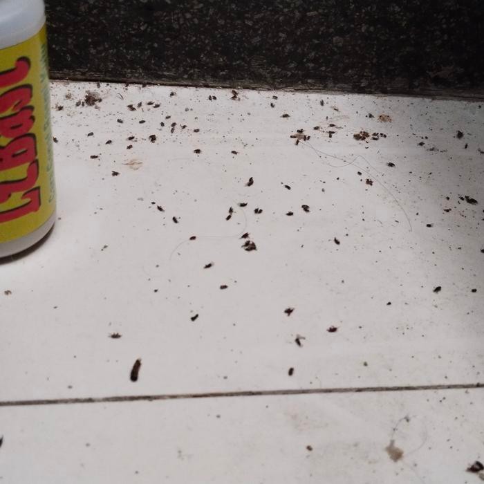 OBAT KUTU BERAS, JAGUNG, DAN PAKAN TERNAK AMPUH