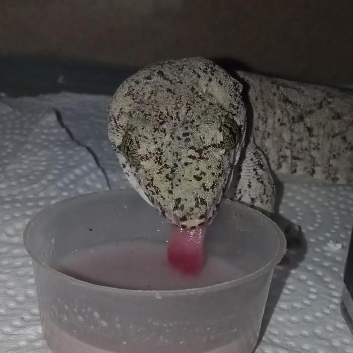 G-fruit dari Liasis/ Pakan mourning gecko/ pakan crested gecko, day gecko, frugivor gecko.