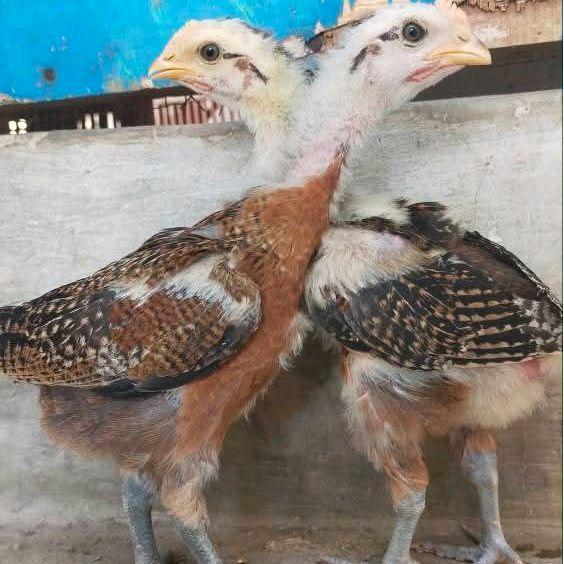 Ayam Pelung Jumbo Anakan Asli Original