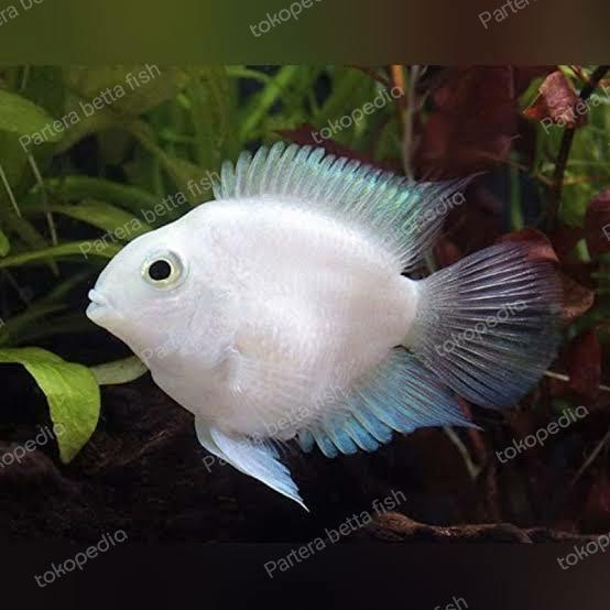Bisa Gosend Platinum Polar Parrot