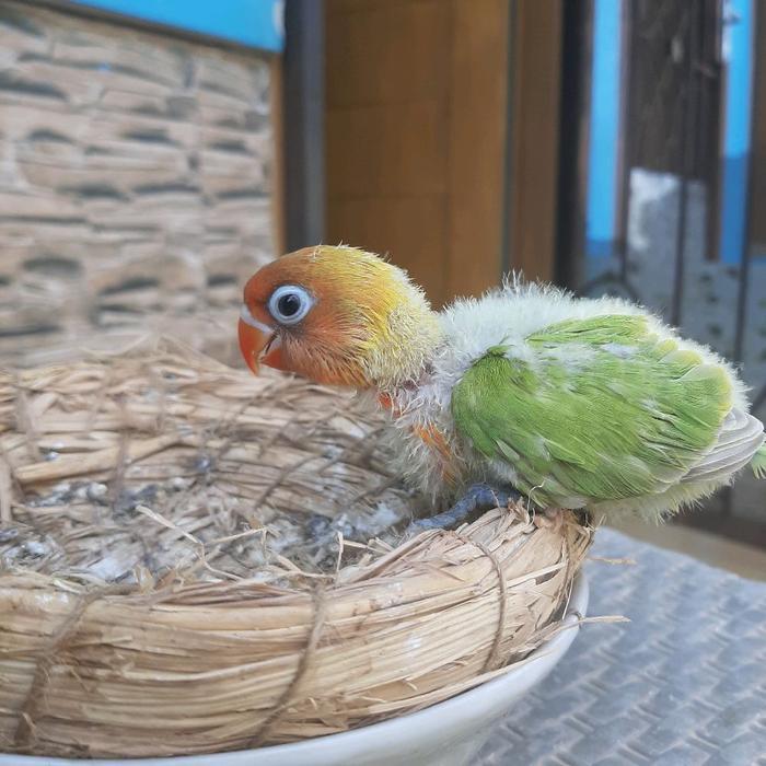 Jayus - Lolohan Anakan Burung Lovebird