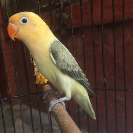 Jayus - Burung Lovebird Biola Pb Ewing