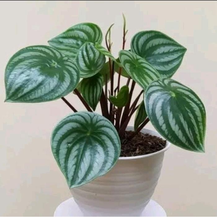 

tanaman hias indoor peperomia watermelon / tanaman hias indooor / tanaman hias / bibit tanaman