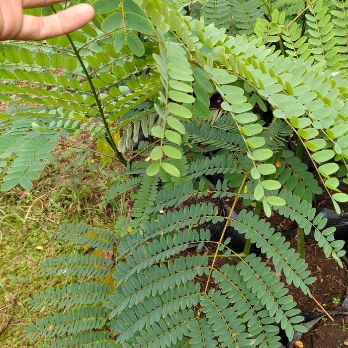 

Pohon hias solobium tinggi 1m