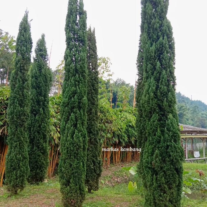 Jlterang Bibit Pohon Cemara Pensil Tinggi 60Cm Tanaman
