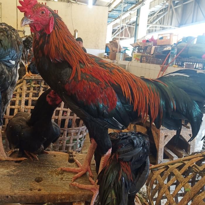 

Pilihan- Ayam Kampung Jago