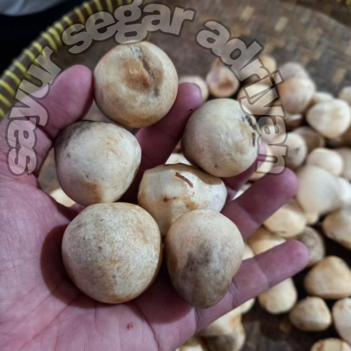 Pilihan- Jamur Merang Segar