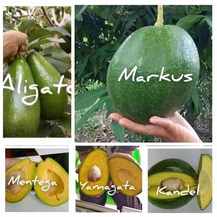 Terlaris Paket Murah 5 Bibit Tanaman Alpukat Berbagai Jenis Termurah
