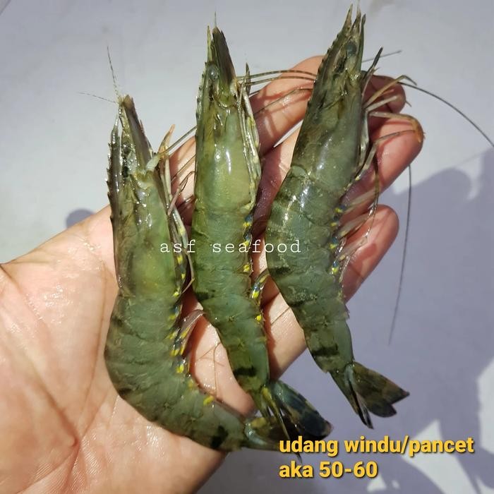 

Pilihan- Udang Windu/Pancet Aka 51-60