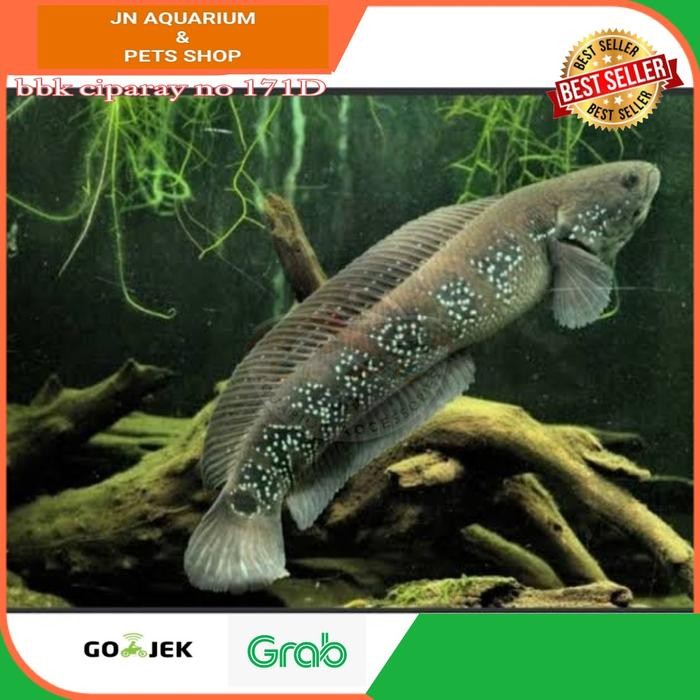 IKAN HIAS CHANA ASIATICA WHITE SPOT / IKAN AIR TAWAR PREDATOR