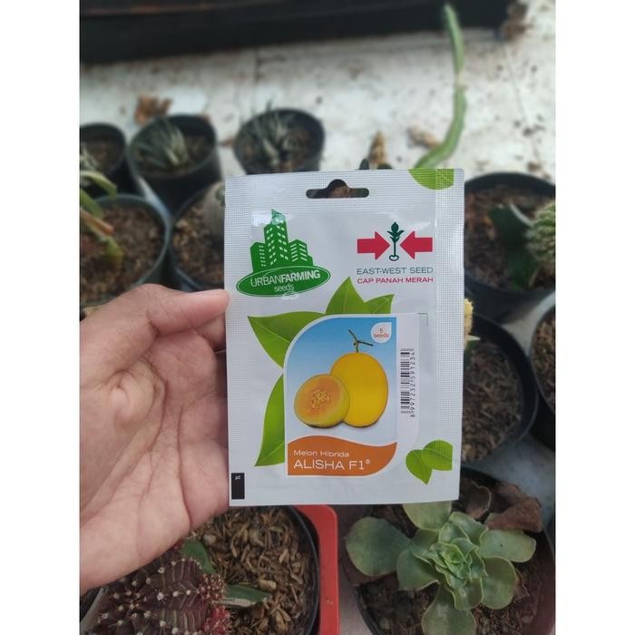 Stok Baru Benih bibit melon kuning Panah Merah - Melon Alisha F1