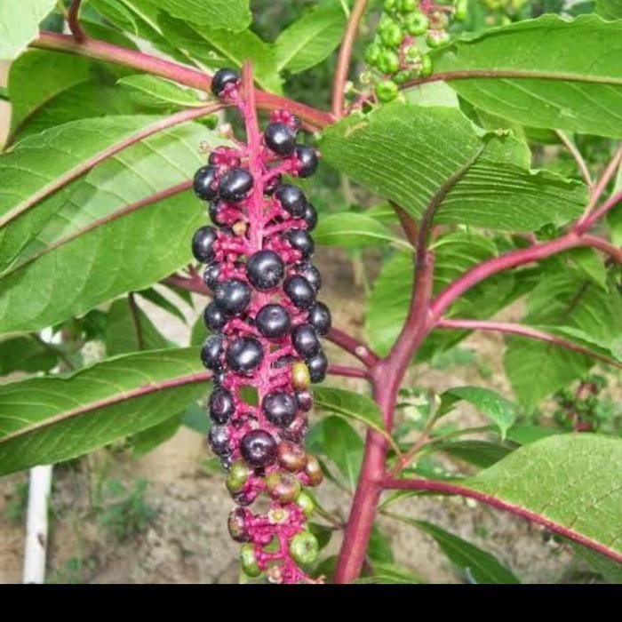 TANAMAN HERBAL GINGSENG MERAH ASLI/ GINGSENG KOREA MERAH HERBAL UNGGUL
