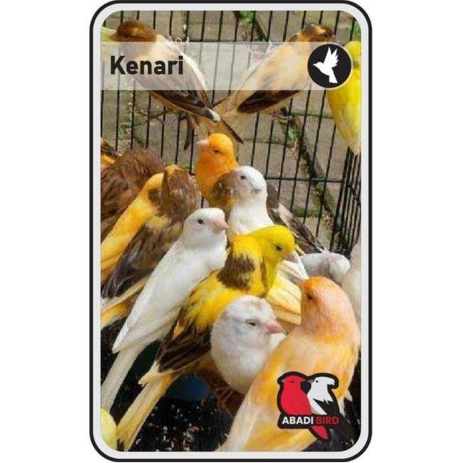 Burung Kenari Loper Cerah Tangerang #Gratisongkir