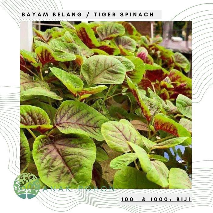 Benih / Bibit / Biji - Bayam Belang (Tiger Spinach) - IMPORT Benih Biji