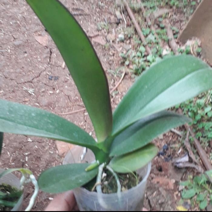 Jlterang Tanaman Hias Anggrek Bulan Remaja -Bibit Tanaman Anggrek Bulan