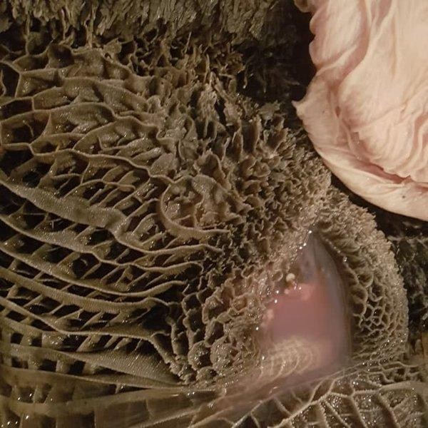 

Pilihan- Babat Sapi Fresh 1000Gr