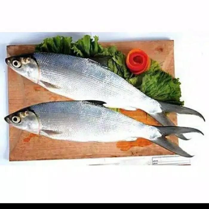 

Pilihan- Ikan Bandeng Fres Segar