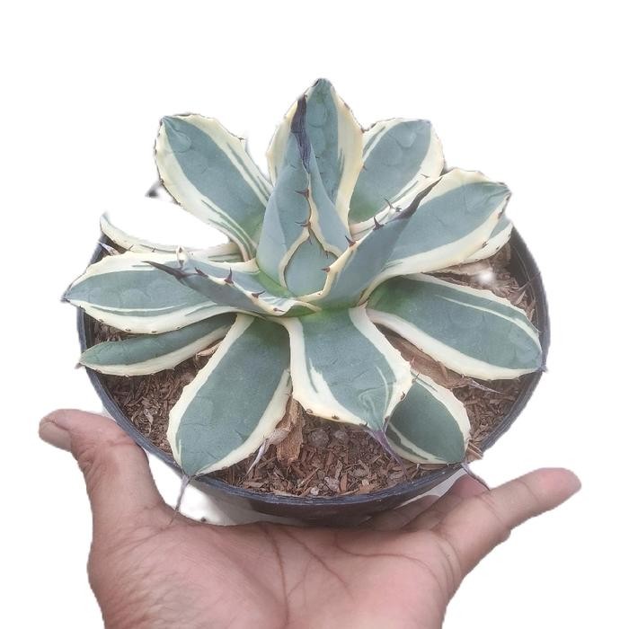 agave patonii parigata jumbo
