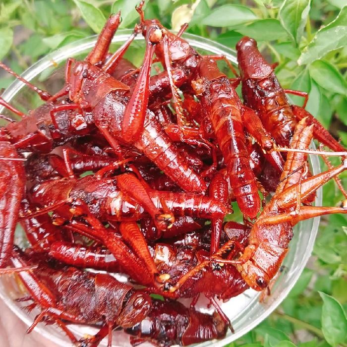 

Pilihan- Belalang Goreng,Belalang Besar/Belalang Kayu Kemasan Toples Nastar Berat -+120Gram