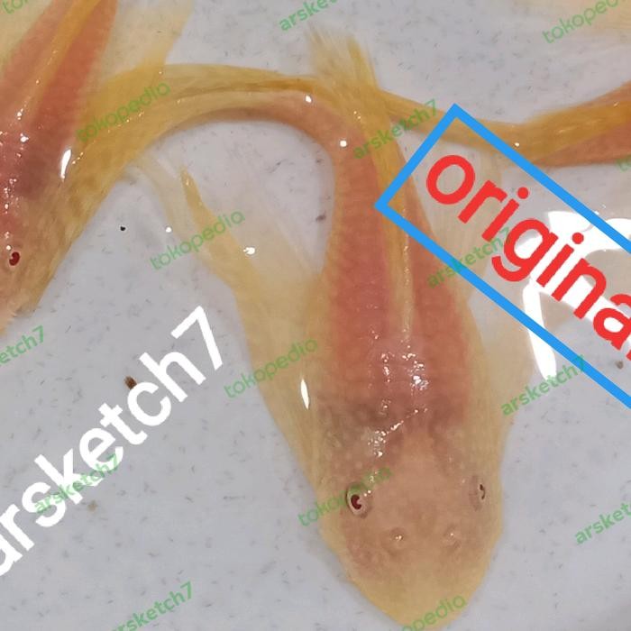 Ikan Brushmouth Albino Slayer 9-10 Cm Terbatas