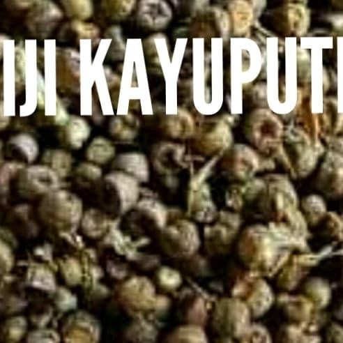 Benih Biji Kayu Putih 500 gram