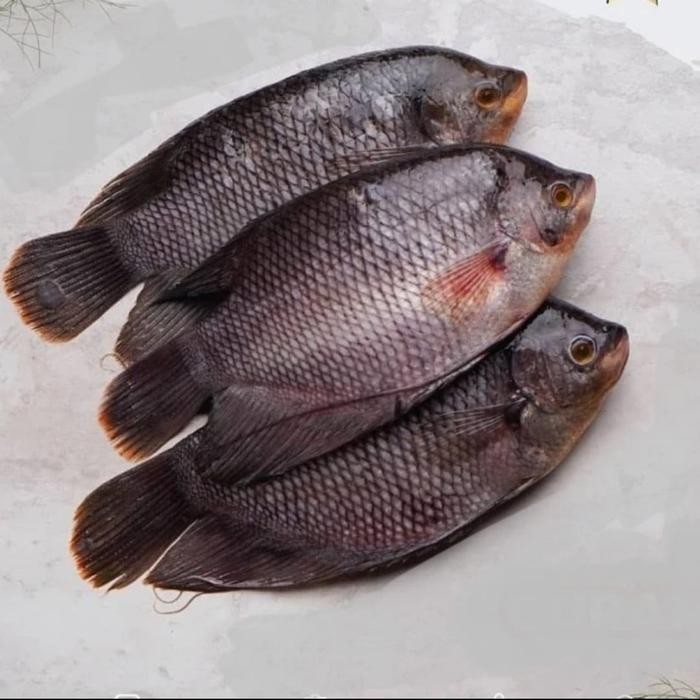 Instanbisa- Ikan Gurame Segar / 1 Kg Isi 3 Ekor