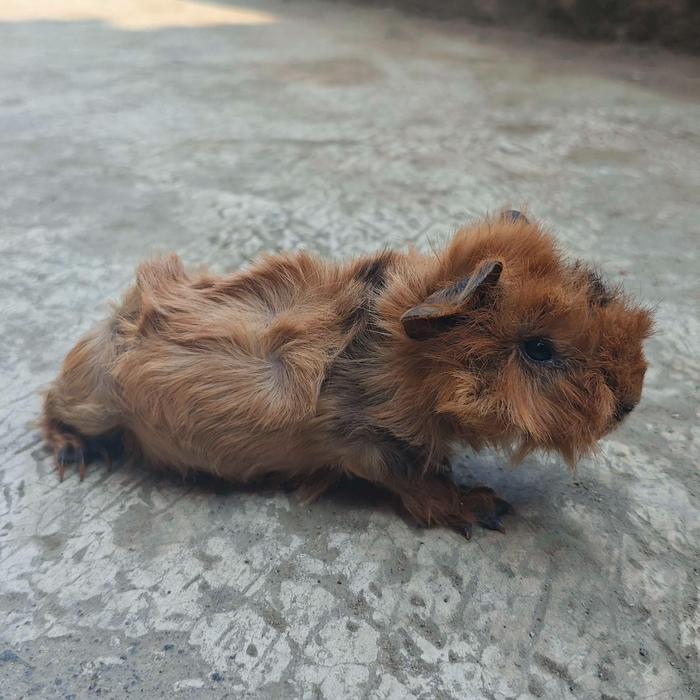 Ready Terlaris Hewan Peliharaan Guinea Pig / Marmut Anggora Promo Murah