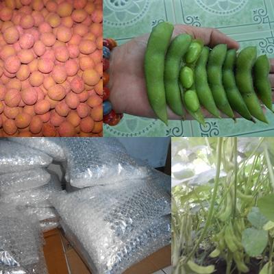TERUJI Benih Kedelai Edamame, 1 kg benih edamame ada sekitar 2500 butir.